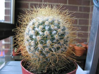 Mammillaria%20x-01%20lat.02.JPG
