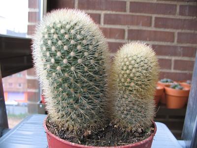 Mammillaria%20x2-01%20lat.02.JPG
