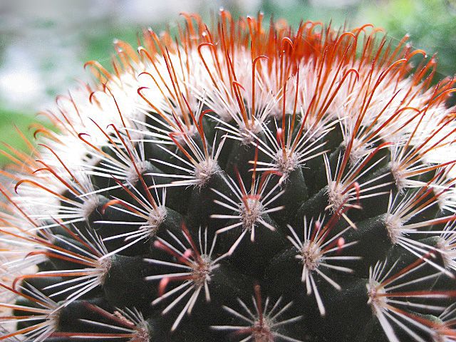 Mammillaria%2520nunezii%2520complex%2520%25283%2529.JPG