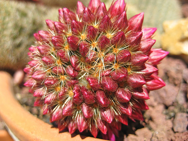 Mammillaria%2520spinosissima%2520pilcayensis.jpg