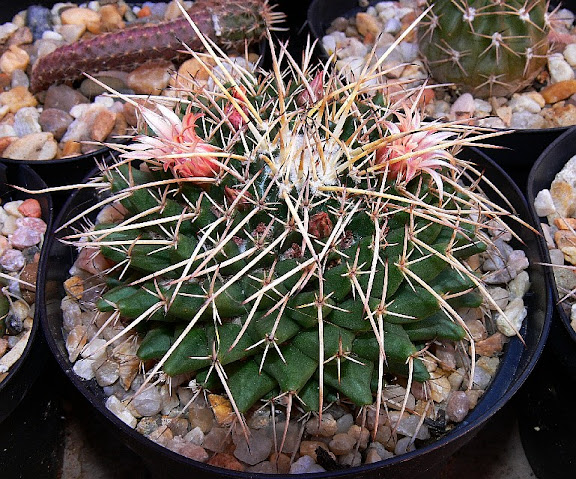 mammillaria%252520carnea.jpg