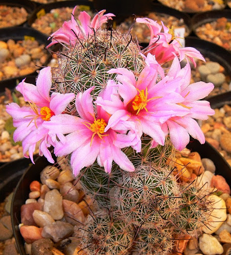 Mammillaria%252520mazatlanensis.jpg