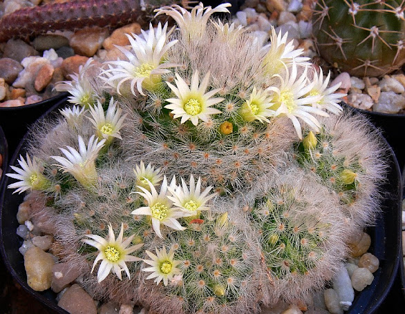 mammillaria%2Balbescens.jpg