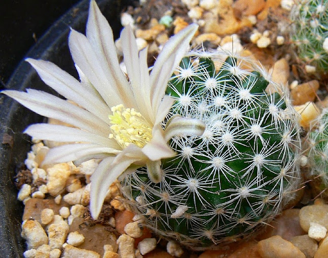 Mammillaria%2Balbiarmata.jpg