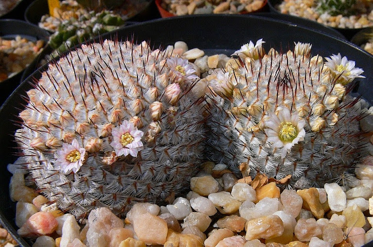 Mammillaria%2Bandersoniana.jpg
