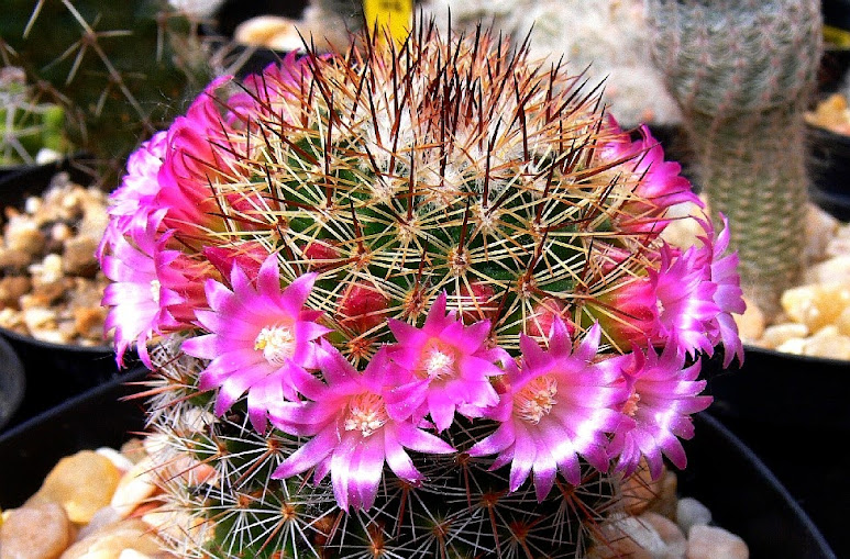 Mammillaria%2Bbambusiphila.jpg