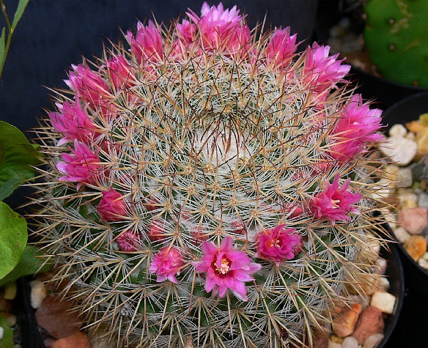 mammillaria%2Bberkiana.jpg