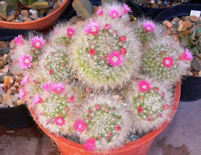 Mammillaria%2Bbocasana%2Broseiflora.jpg