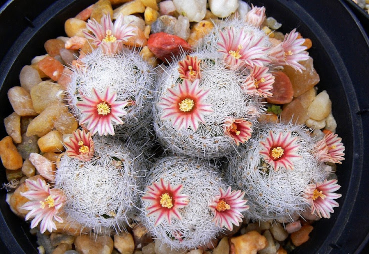 mammillaria%2Bchica.jpg