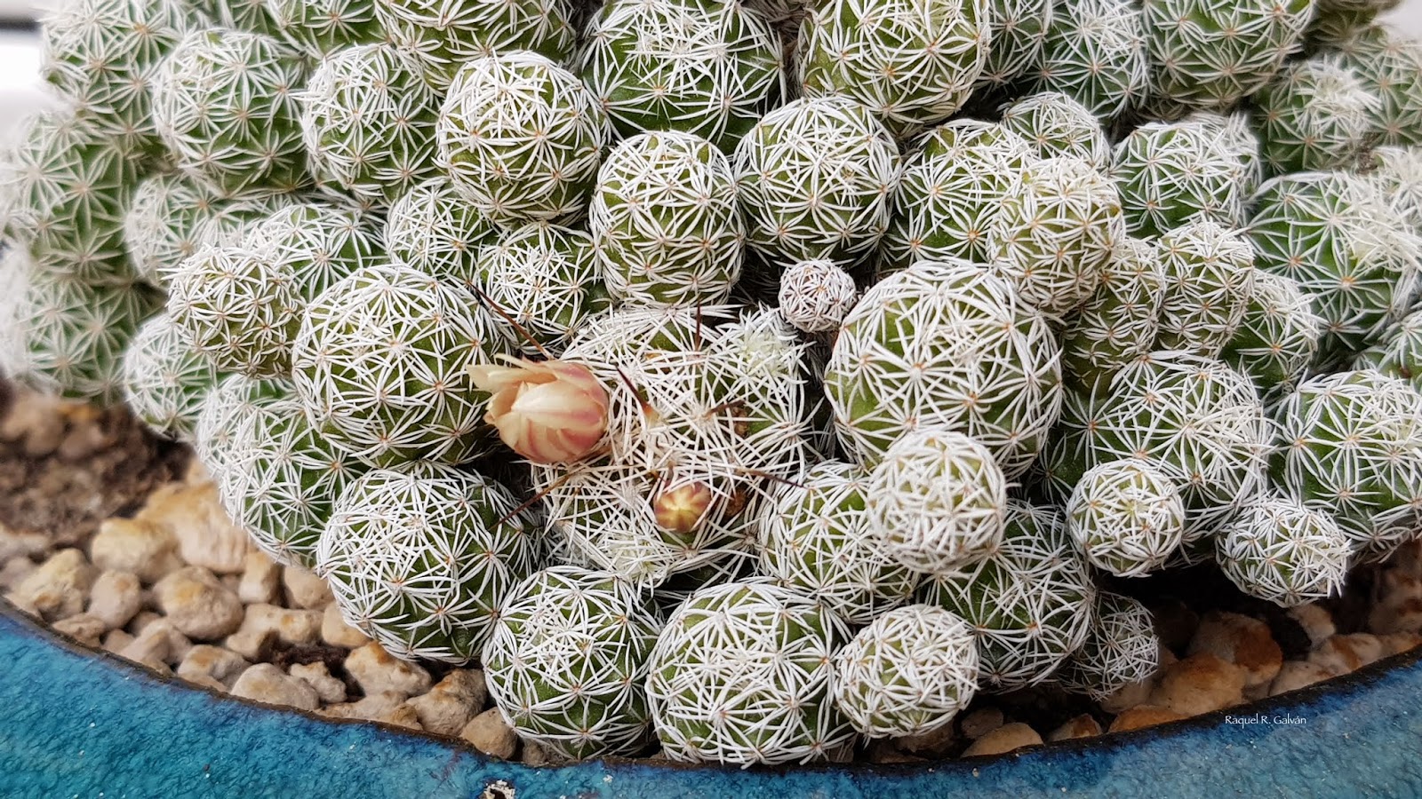 Mammillaria%2Bgracilis%2Bcasi%2Bflor.jpg