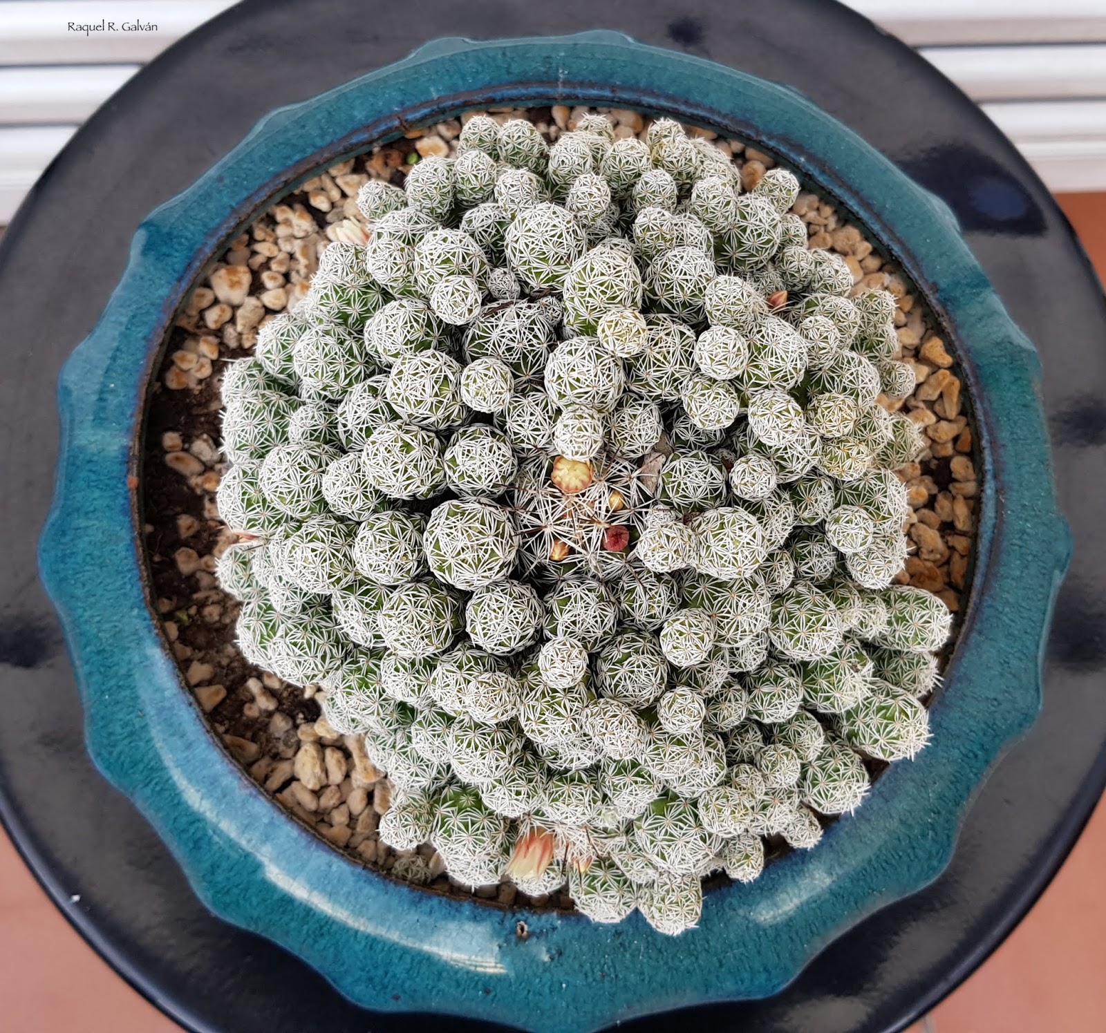 Mammillaria%2Bgracilis%2Bcenital.jpg