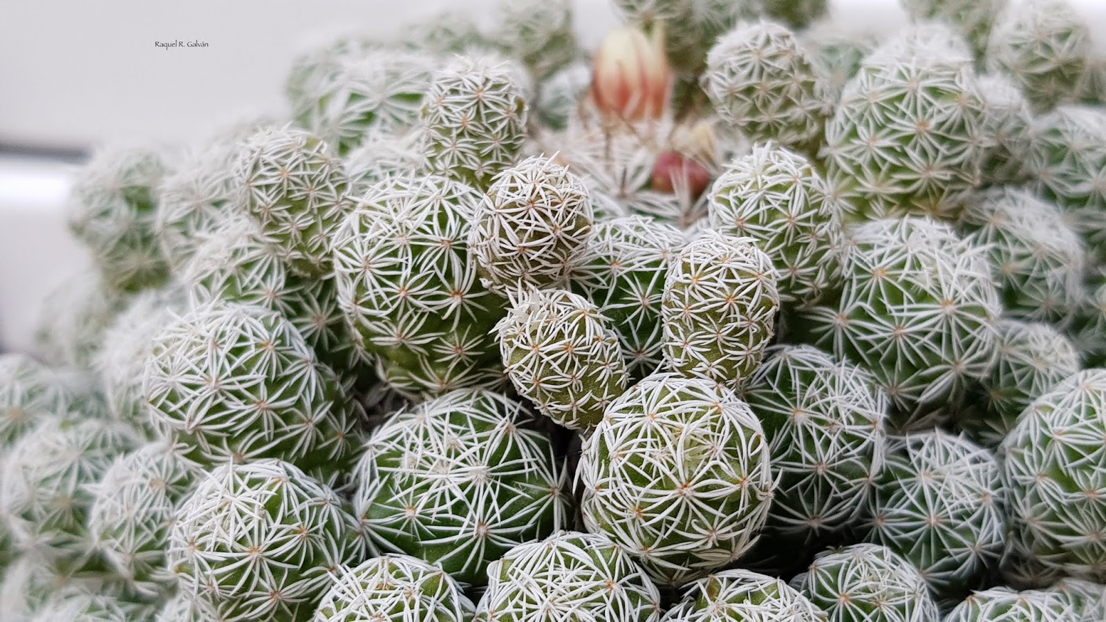 Mammillaria%2Bgracilis%2Bdetalle.jpg