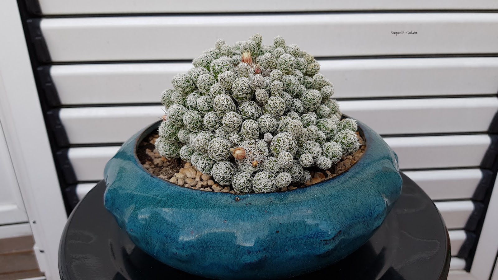 Mammillaria%2Bgracilis.jpg