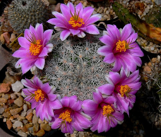 mammillaria%2Bgrahamii%2Boliviae.jpg