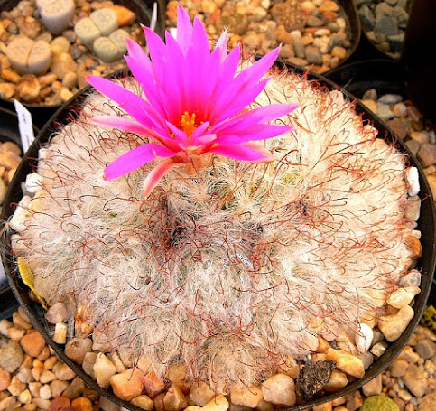 Mammillaria%2Bguelzowiana.jpg