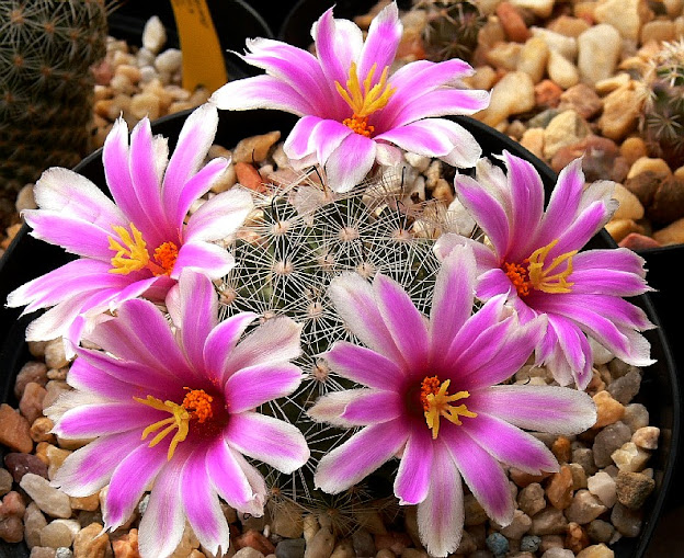 Mammillaria%2Binsularis.jpg