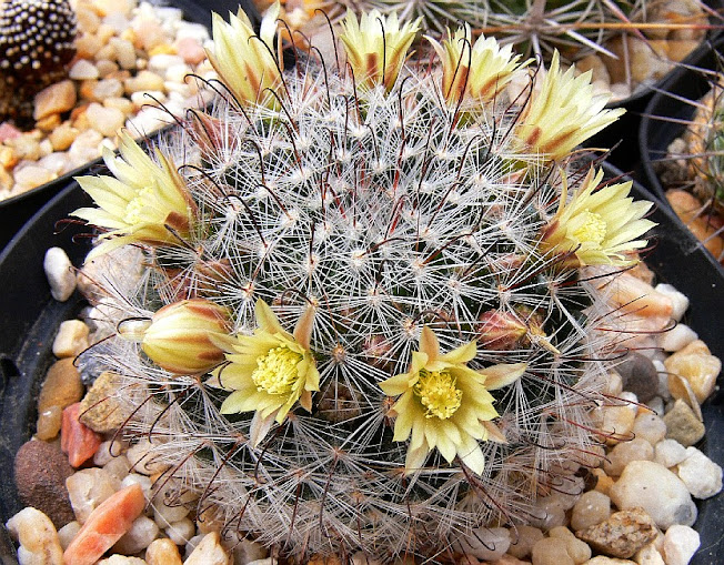 mammillaria%2Bjaliscana%2Bzacatecasensis.jpg