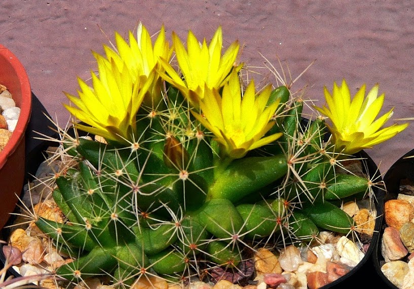 mammillaria%2Blongimamma.jpg