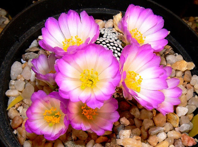 Mammillaria%2Bluethyi.jpg