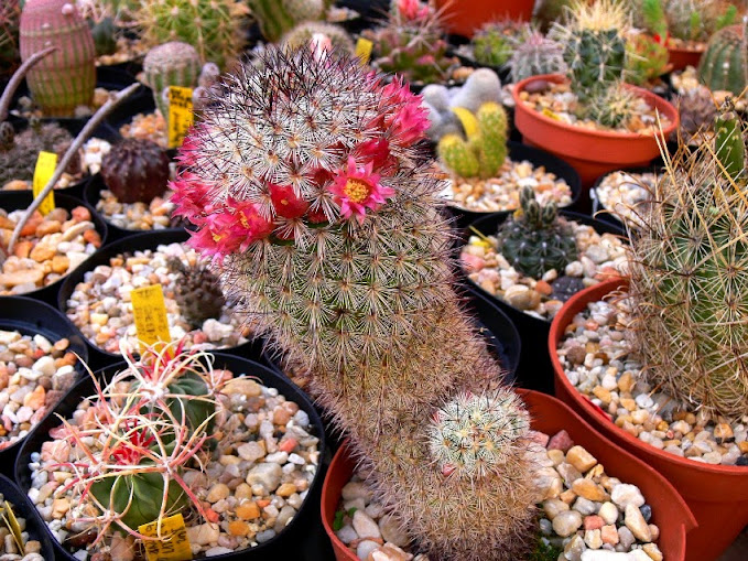 Mammillaria%2Bmicrohelia.jpg