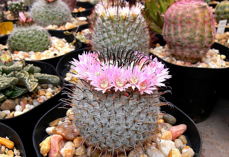 mammillaria%2Bperezdelarosae1.jpg