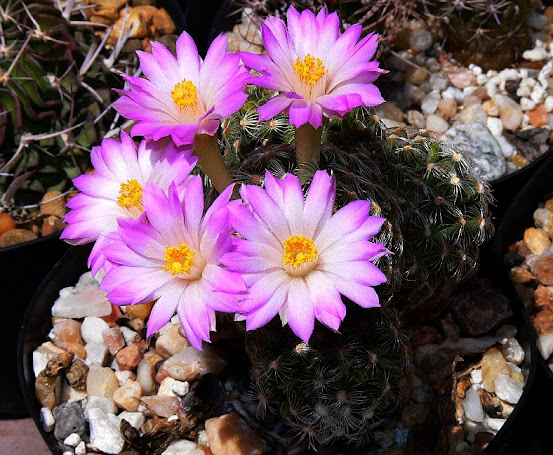mammillaria%2Broczekii.jpg