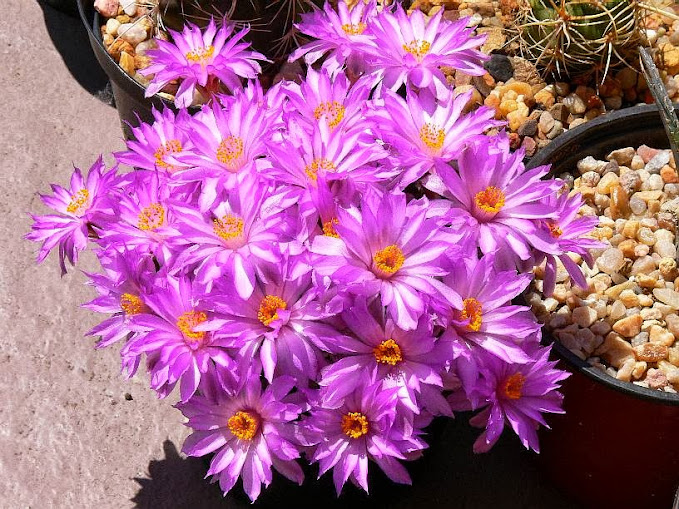 mammillaria%2Btheresae.jpg