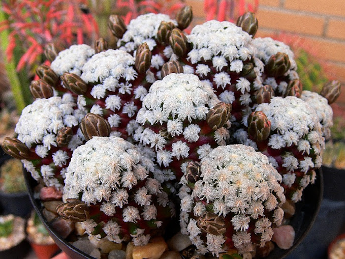 mammillaria%2Btheresae.jpg