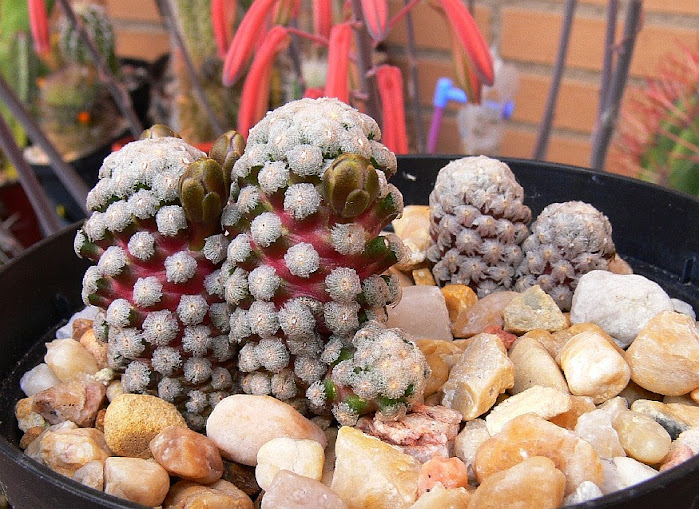 mammillaria%2Btheresae1.jpg