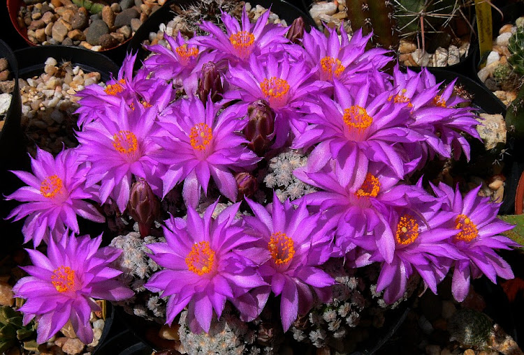 Mammillaria%2Btheresae2.jpg