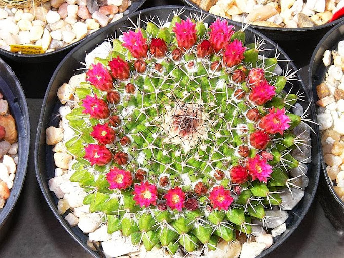 mammillaria%2Byoloxis.jpg