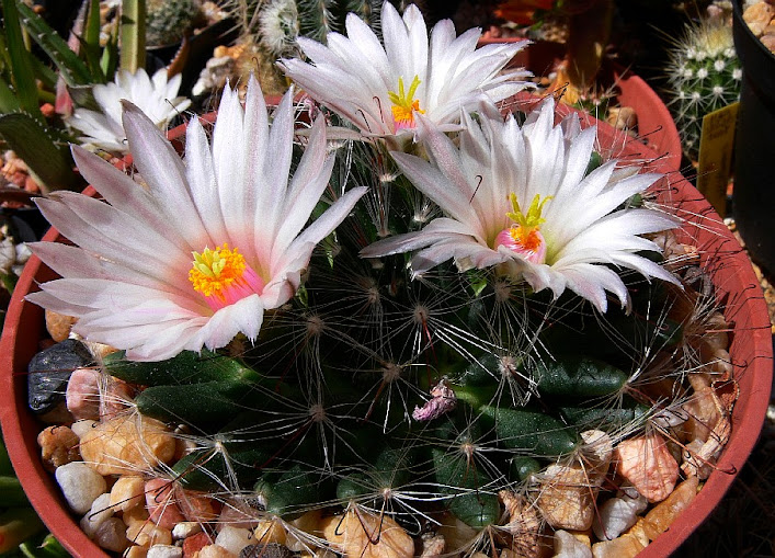 mammillaria%2Bzephyranthoides.jpg