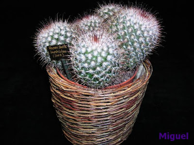 Mammillaria+bombycina.jpg