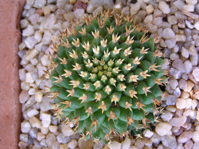 Mammillaria+camptotricha+brevispina+cv.+Bru+(2).JPG