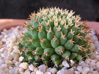 Mammillaria+camptotricha+brevispina+cv.+Bru.JPG
