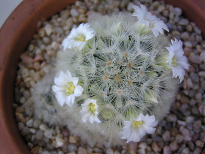 Mammillaria+carmenae+blanca+(florr).JPG