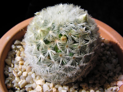 Mammillaria+carmenae+blanca.JPG