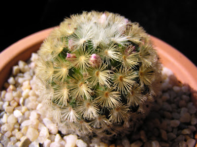 Mammillaria+carmenae+bronce.JPG
