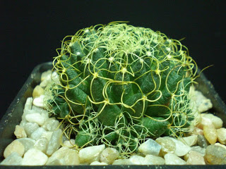Mammillaria+decipiens+ssp+camptotricha+08-11-08.JPG