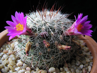 Mammillaria+deherdtiana.JPG