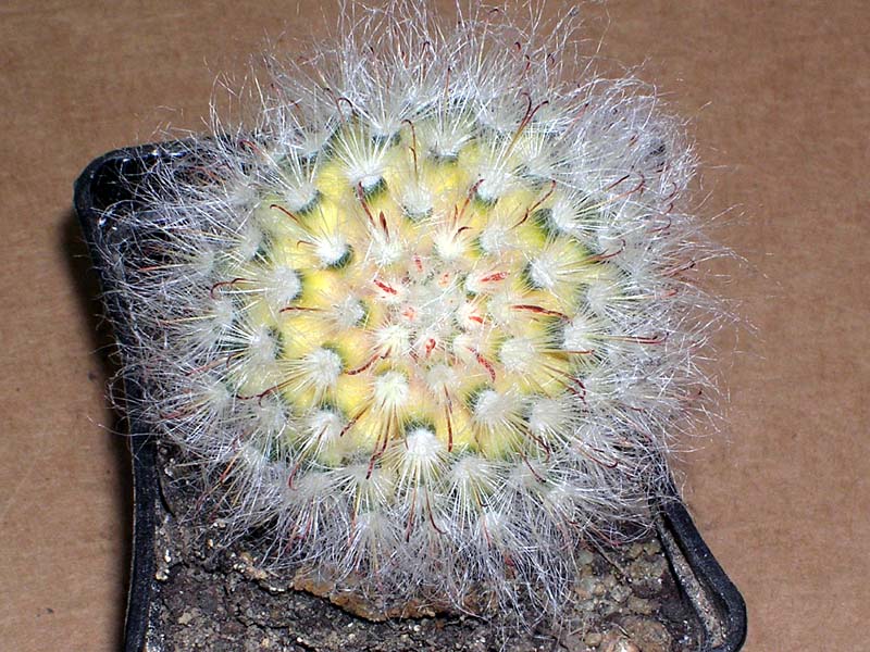 Mammillaria-duwei-variegata-liho2004.jpg