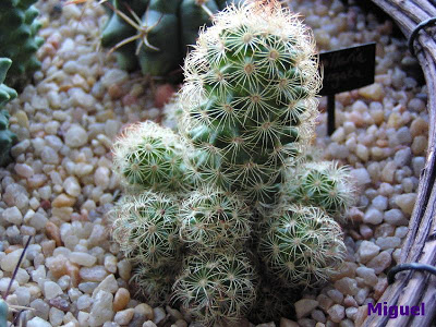 Mammillaria+elongata.jpg