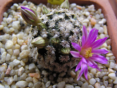 Mammillaria+hernandezii+(flor).JPG