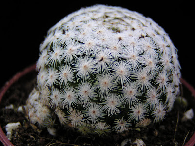 Mammillaria+herrerae(3).JPG