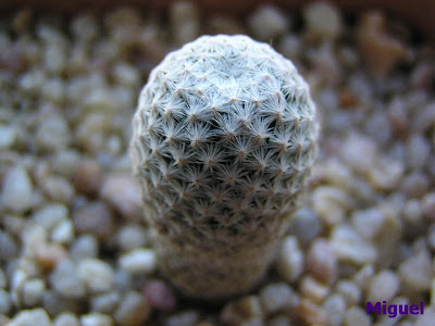 Mammillaria+herrerae+v+albiflora.jpg