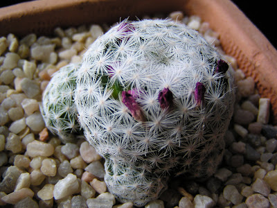 Mammillaria+humboldtii.JPG