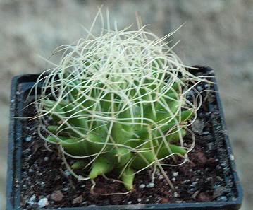 Mammillaria.jpg
