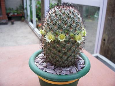 mammillaria....JPG
