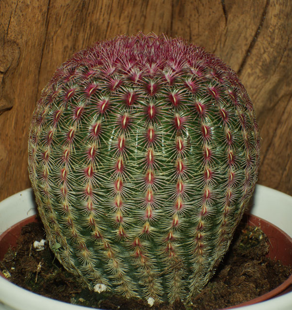 mammillaria.jpg