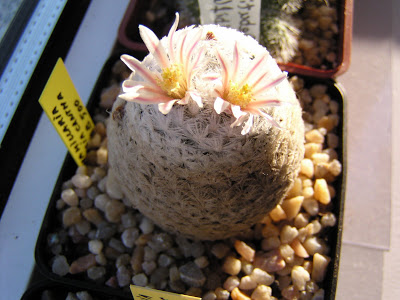 Mammillaria+lasicantha+SB500+(flor).JPG